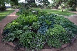 hosta-bed_has-cospgsco_lah_0294