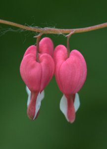 lamprocapnos-spectabilis_bleeding-heart_has-cospgsco_lah_0276