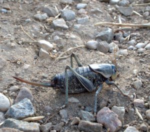 mormon-cricket_sinkscanyon_20090808_lah_8837