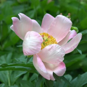 paeonia_peony_has-cospgsco_lah_0227