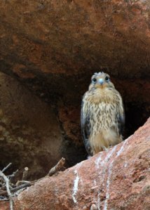 prairie-falcon-nest_redrocksranch-hwy115-co_lah_6753