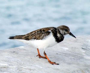 ruddyturnstone-florida-keys-1jan08-lah-852