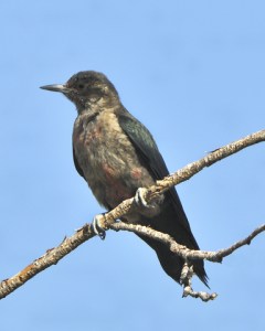 lewiss-woodpecker_turkeycreek-ftcarson-co_lah_0111