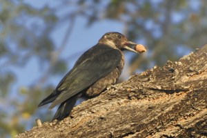 lewiss-woodpecker_turkeycreek-ftcarson-co_lah_9529