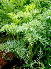 Colorado State Univ. Field Day