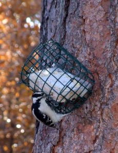 downy-woodpecker-home-2008oct21-lah-047