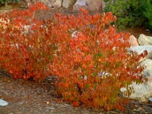 euonymus-alata-burning-bush-kellyjohnsonblvd-colospgs-22oct2005-lah-108