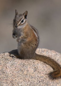 least-chipmunk_rmnp-co_lah_0441