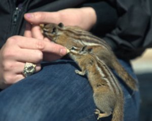 least-chipmunk_rmnp-co_lah_2256