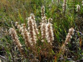 liatris-seedheads-santafetrailcsco2008oct07-lah-003