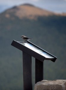 rmnp-co_rmnp-co_lah_2124