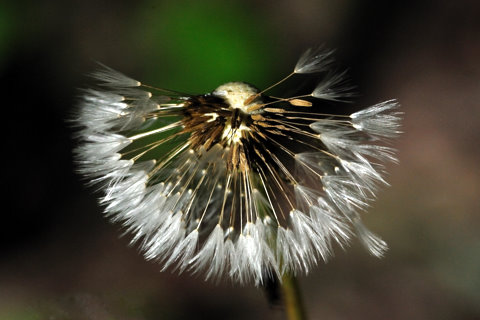 seedhead_emeraldvalleyco_20090630_lah_5364xc4x6