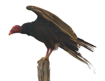 turkey-vulture_parguera-pr_lah_7209c