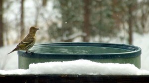 winter-water-blackforest-2008mar05-lah-033r-11