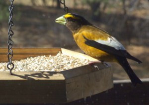 evening-grosbeak-blackforest-2008apr20-lah-022