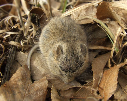 field-mouse-colospgs-24feb08-lah-006