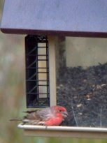 hopper-feeder-and-house-finch-blkforest-2008oct14-lah-202r-2