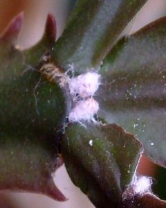 mealy-bugs-on-christmas-cactus-blkforest-2008oct14-lah-142