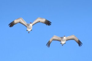 sandhill-cranes_montevistanwr-co_20100320_lah_0517
