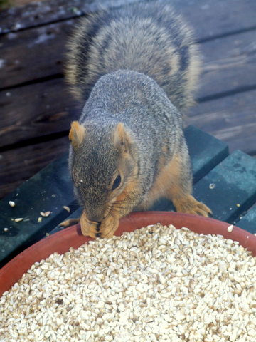 squirrel-eating-safflower-seed-bf-6may2008-lah-001