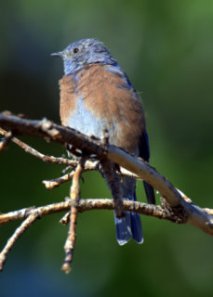 western-bluebird_turkeycreek-ftcarson-co_lah_9761