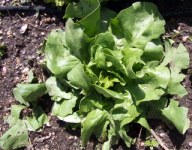lettuce-after-hail-damage-home-2008jun04-lah-002