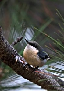 pygmy-nuthatch_blkforest-co_lah_0587