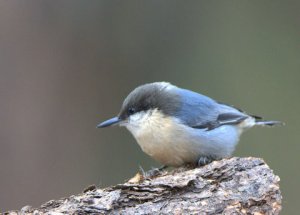 pygmy-nuthatch_blkforest-co_lah_0601