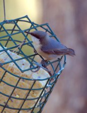pygmy-nuthatch_blkforest-co_lah_3764