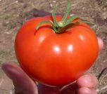 tomato-wiki