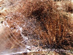 winter-watering-home-2009-02-24-lah-520