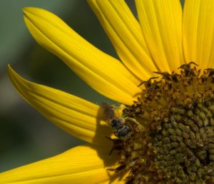 bee-on-sunflower__butterflypavilion-co_lah_9091