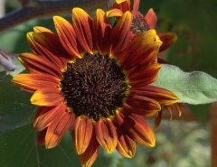 helianthus-annuus_sunflower-moulin-rouge_hudsongardens-littletonco_lah_9205