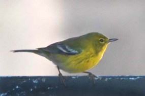 pine-warbler_lah_2651_filtered