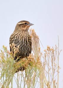 red-winged-blackbird_fcnc-co_lah_1332