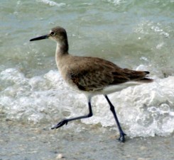 willet-loverskey-4jan08-lah-202