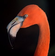 american-flamingo_denverzoo_lah_4364