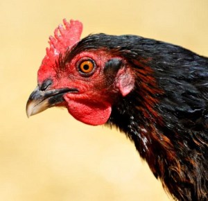 chicken_blkforestco_2200411_lah_2205r2-1