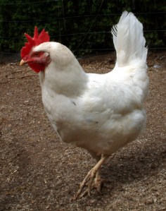 chickens-home-23aug05-lah-006r-1