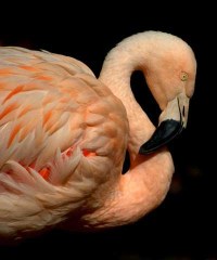 chilean-flamingo_denverzoo_20091007_lah_3656-r