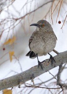 curved-bill-thrasher_lakepueblosp_lah_5068-1
