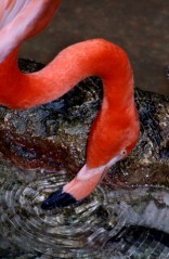 flamingos-dallasaquarium-2006dec30-lah-008