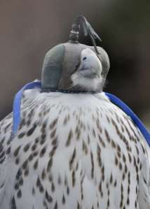 gyrfalcon-with-hood_lakepueblosp_lah_5012-1