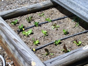 lettuce-seedlings