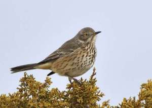 sage-thrasher_lakepueblosp_lah_4832-1