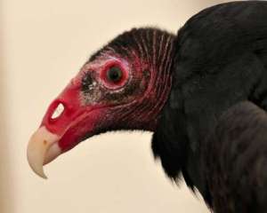 turkey-vulture_lakepueblosp_lah_4929-1