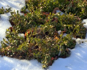 arctostaphylos-uva-ursi-kinnickinnick_xg_20091215_lah_5609