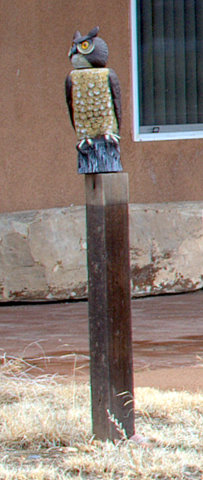 bird-issues_johnmartinressp-co_20100308_lah_9701-2