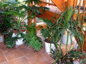 houseplants-blackforestco-2008aug02-lah-130