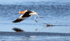 morrobay-ca_lah_7495